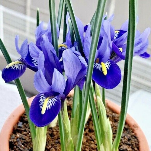 100 DWARF IRIS BULBS 'RETICULATA' SPRING FLOWERING GARDEN PLANTS FLOWER