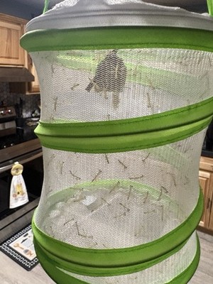 1 Live Chinese Praying Mantis. For Pet. Please read description.