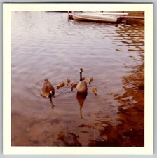 Vtg Color Snapshot Canada Geese And Goslings Swimming In Lake With Boats 1962