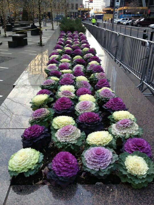 FLOWERING CABBAGE 'Ornamental Mix' 150+ seeds easy winter vegetable garden  shade | eBay