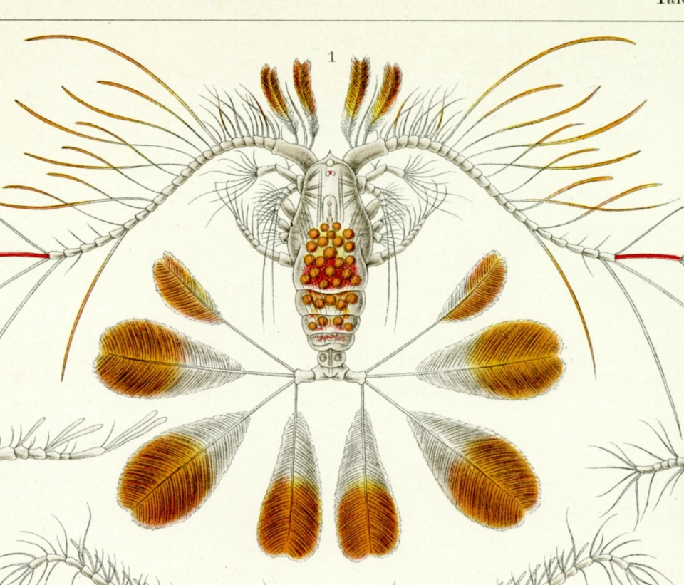 Sea Life Aquatic Crustaceans Ernst Haeckel's formas de arte de la naturaleza ilustración Foto 2 de 4