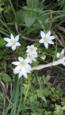  5 Star of Bethlehem (Ornithogalium umbellatum) Bulbs- Fresh & Ready To Plant
