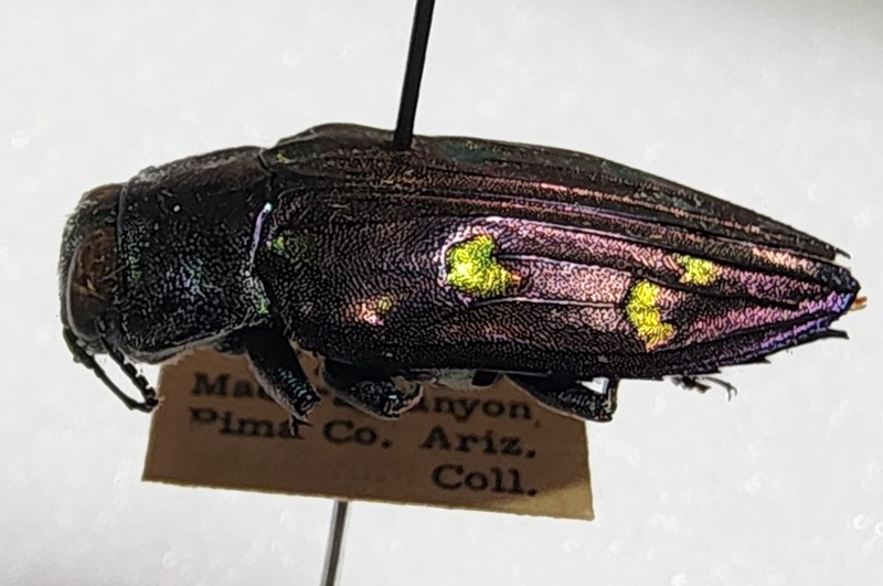 Buprestidae Chrysobothris gemmata Arizona / Jewel Beetle Calodema Sternocera