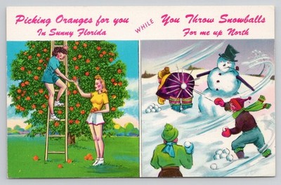 Florida Greetings Oranges Snowball Fight Curteichchrom Postcard Snowbird