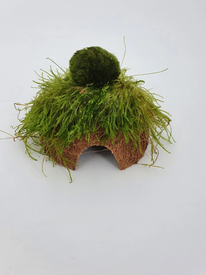 SAHAWA® Wasserpflanzen Kokosnuss Höhle m. großer Mooskugel +Moos ca. 8-9cm Deko