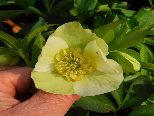 Hellebore Plant, Mature Size H56