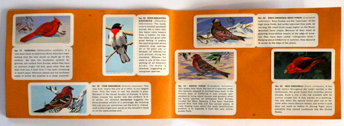 Canadian-American Songbirds Brooke Bond Album No 9 Complete with Stickers - Picture 8 of 9