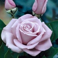 Rose Plants/Shrubs/Bushes/Climbing Roots-Perennial Garden-22 Species To Choose