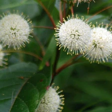 BUTTON BUSH Cephalanthus Occidentalis - 10+ SEEDS. *LESS S&H