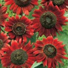 VELVET QUEEN SUNFLOWER 20 FRESH SEEDS FREE USA SHIPPING