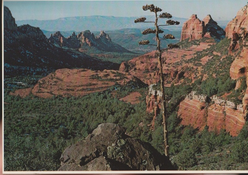 Unposted Vintage Postcard "Oak Creek Canyon, Arizona"