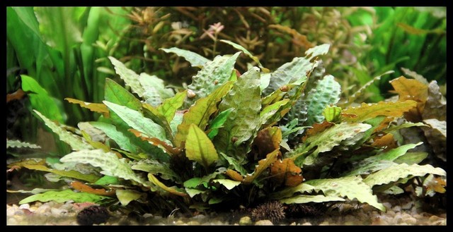 Cryptocoryne Wendtii Tropica Live Aquarium Plants Java Moss Aquascape  eBay