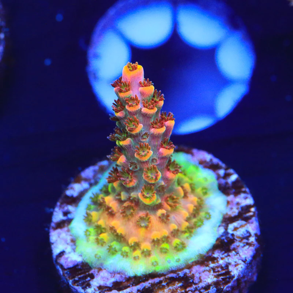 TSA Fruity Pebbles Acropora Coral eBay