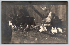 Vintage c1915 PPC Postcard - Chickens Hens in Pen Coop