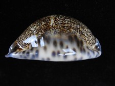 Sea shell Mauritia arabica asiatica f. gibba 69.7mm ID#5737
