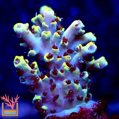PC Lilac Lemonade Acropora Frag Zoanthids SPS LPS Corals, 1 Inch