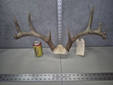 WIDE 121-2 Wild 10Pt Whitetail Deer Antler Rack Horn Skull Plate Decor Man Cave 