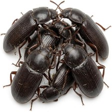 Mealworm Adult Darkling Beetles Live Feeder Insects - FREE SHIPPING Live Arri