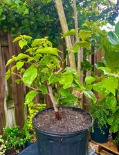 Bonsai Style Pre-bonsai red   Bougainvillea Tree 4 years