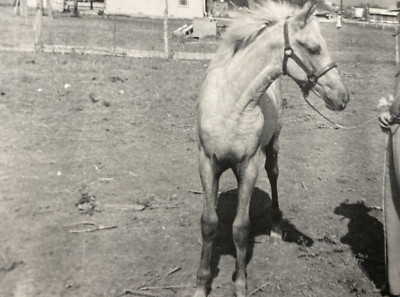 Vintage 1950s Waco Texas TX Horses Stable Farm Man Original Real Photo P13zb4