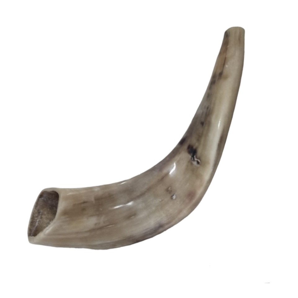 Sale For 5 x Rams Ram Ram's Horn Shofar 1214" Clear Sound Shofars Jewish Polish eBay