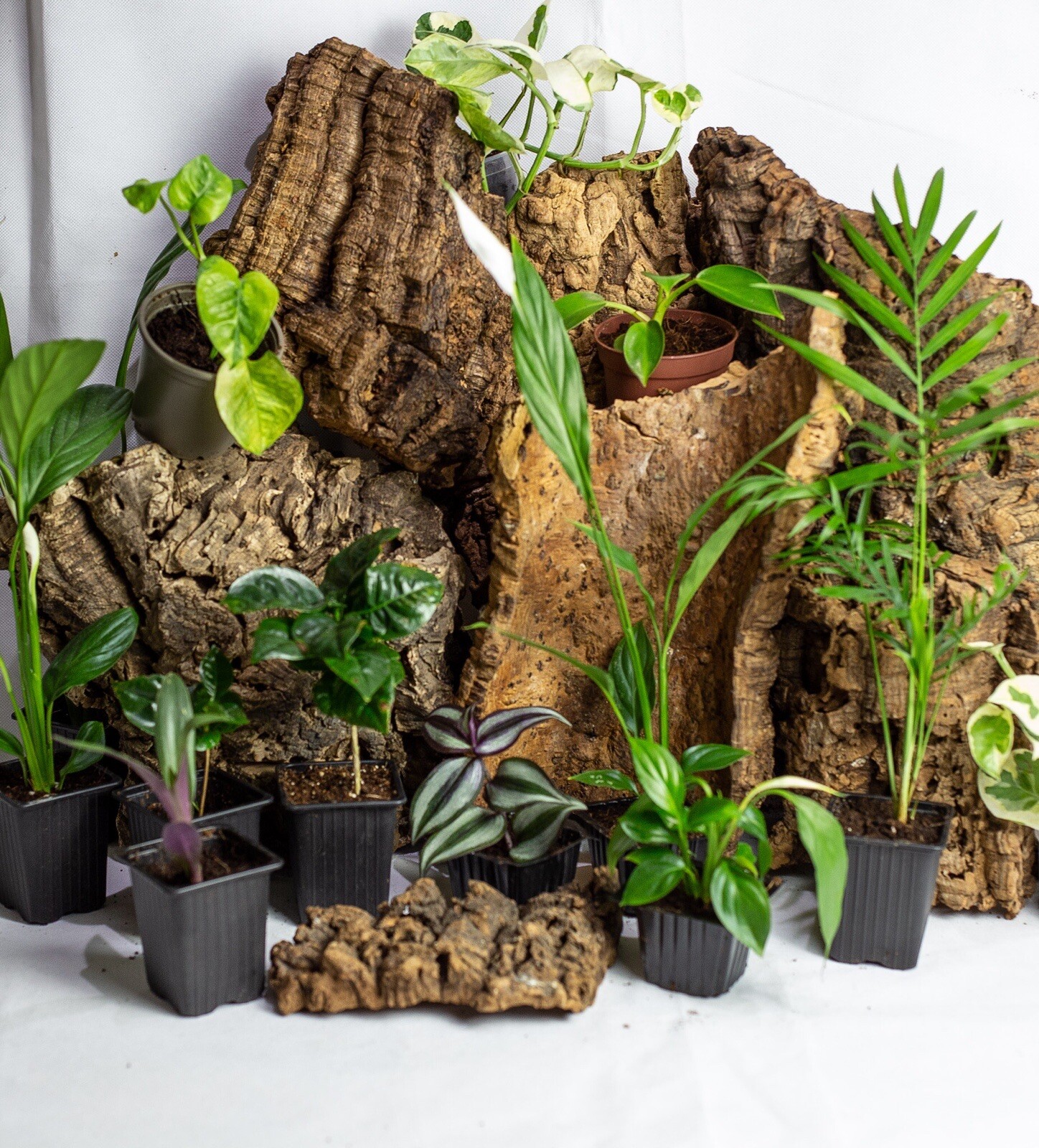 BIOTROPIC. Mossy Jungle Terrarium Logs (2pcs)45” For Scorpion Mantis