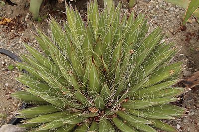 SAMEN etwas besonderes ist die Faden-Agave mit Haaren berst. | eBay.de