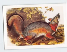 Postcard Grey Fox Painting by John James Audubon