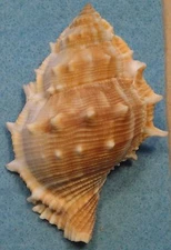 Bufonaria Christinae 87mm Samar,Philippines 60 meters Tangle Nets