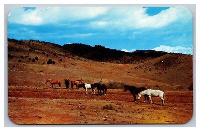 Denver, CO, Colorado, Western Horses Foothills, Out Where West Begins Postcard 