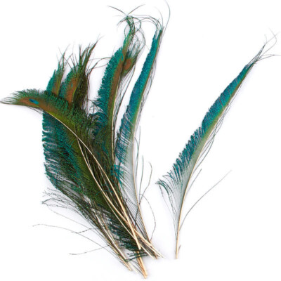 Bulk Package of 12 Peacock Sword Feather 14'' Stems