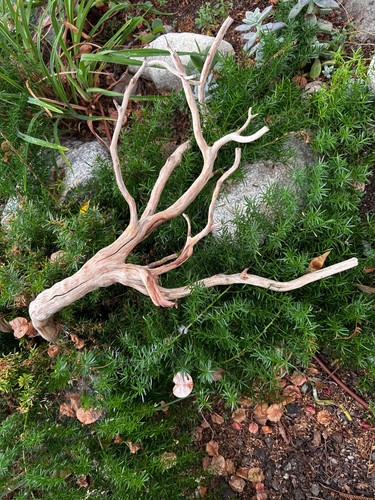 Großes Treibholz Manzanita 24" Aquascape Aquarium Terrarium Reptil Wohndeko - Bild 20 von 24