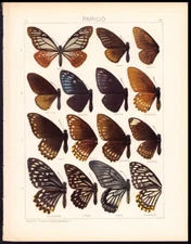1912 Adalbert Seitz Butterflies World, Indoaustralica, Agestor, Clytia, etc
