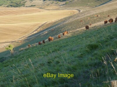 Foto 6x4 Rinder grasen an der Ostflanke von Steep Down von der Karte c2019