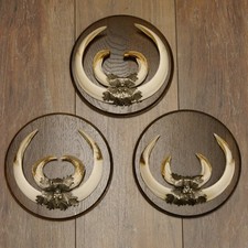 Wildschweinwaffen (Sus Scrofa) 3 Pezzi Zanne di Cinghiale Fino 22 CM Trofeo " 68