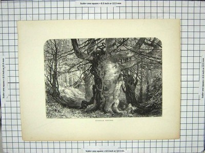 Original alter antiker Druck Ansicht Burnham Buchen Bäume Wald