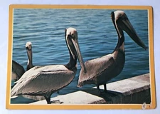 Pelicans In Florida Vintage Postcard CD281 1986 Florida to PA Posted  