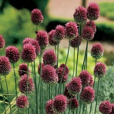 12 ALLIUM Sphaerocephalon DRUMSTICK Flower Bulbs * Add Some Sizzle To The Garden