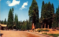 Kings Canyon National Park Checking Station Highway 180 Kodachrome Postcard