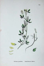 Original Old Antique Print Botany Plants C1902 Small Flowered Melilot Melilotus