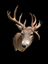 Great Taxidermy, New,FREAK, South TEXAS, 8 X 5 = 13 pt. WhiteTail DEER Shoulder