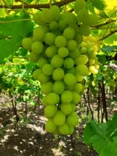 2 THOMPSON Live Seedless Grape Vine Plants - 1-2 yr Old - Ready for Planting