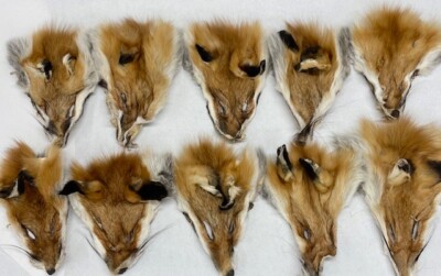 Red Fox Fur Heads -Set of Ten