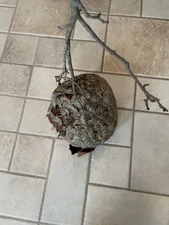 Michigan Bald Face Hornet Nest Taxidermy Paper Wasp Home Decor BIG