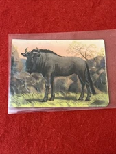 1957 Granose Foods “Animal Life” WILDEBEEST Trade Card No#  NM-MT  Embossed