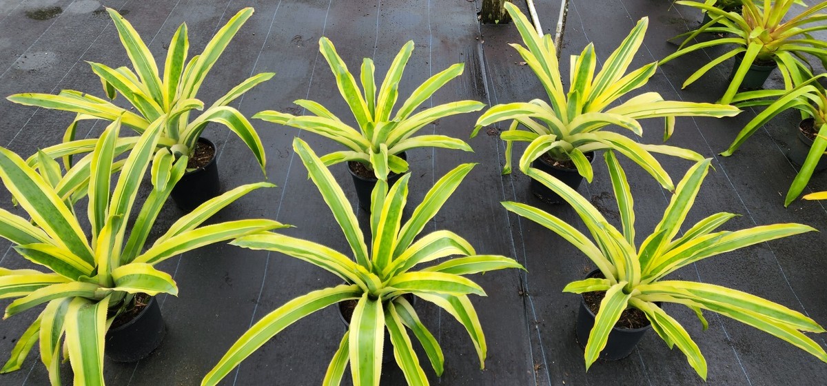 Aechmea Mexicana Albo 9″ pot - live plant | eBay