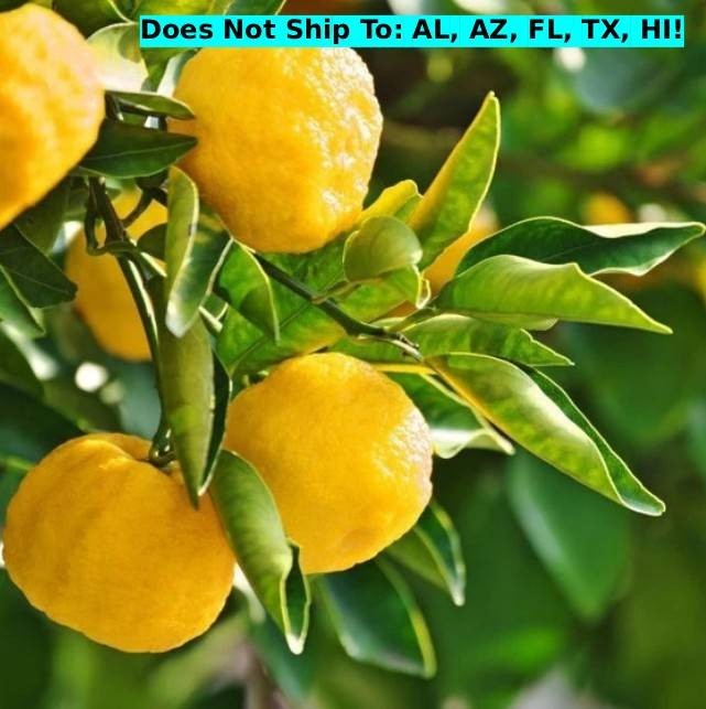 Japanese Yuzu Lemon Tree Semi-Dwarf 24-36