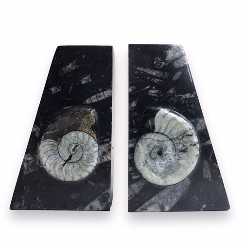 Nataloid and Orthceras Fossil Polished Bookends or Decor - 6 1/4” Tall