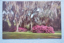 Azaleas - Winter Park, Florida