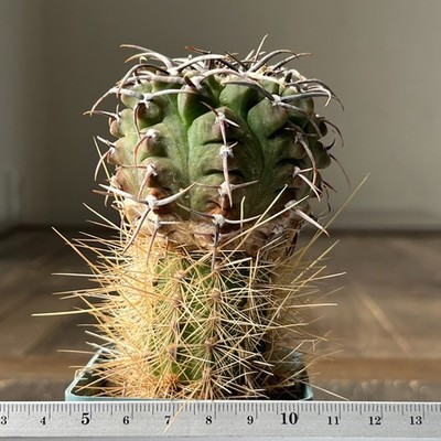 A13-1337 Gymnocalycium vatteri v. altautinense, grafted